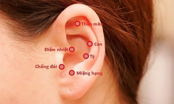 Vị trí các huyệt trên loa tai tương đương với các bộ phận cơ thể