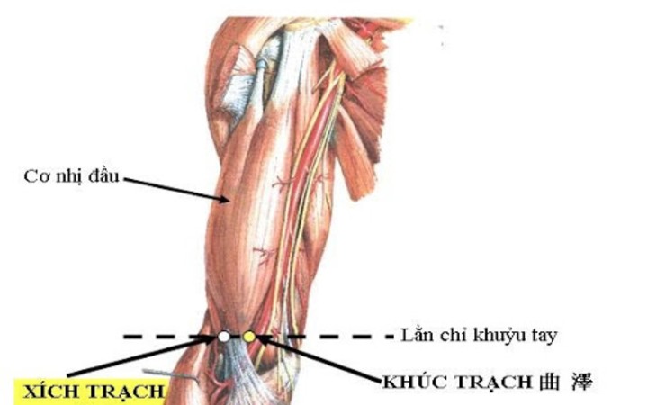 Ấn huyệt Xích trạch để chữa ho 