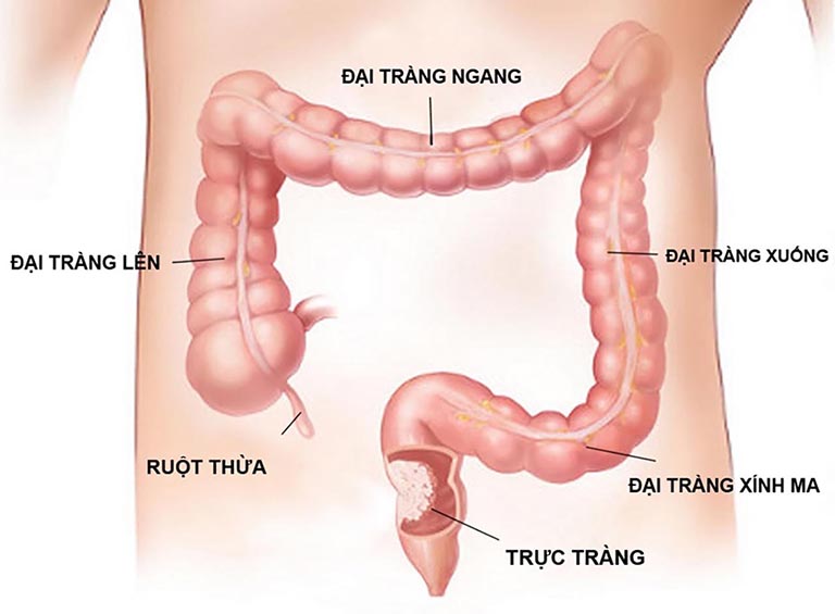 Vị trí của đại tràng trong hệ tiêu hóa