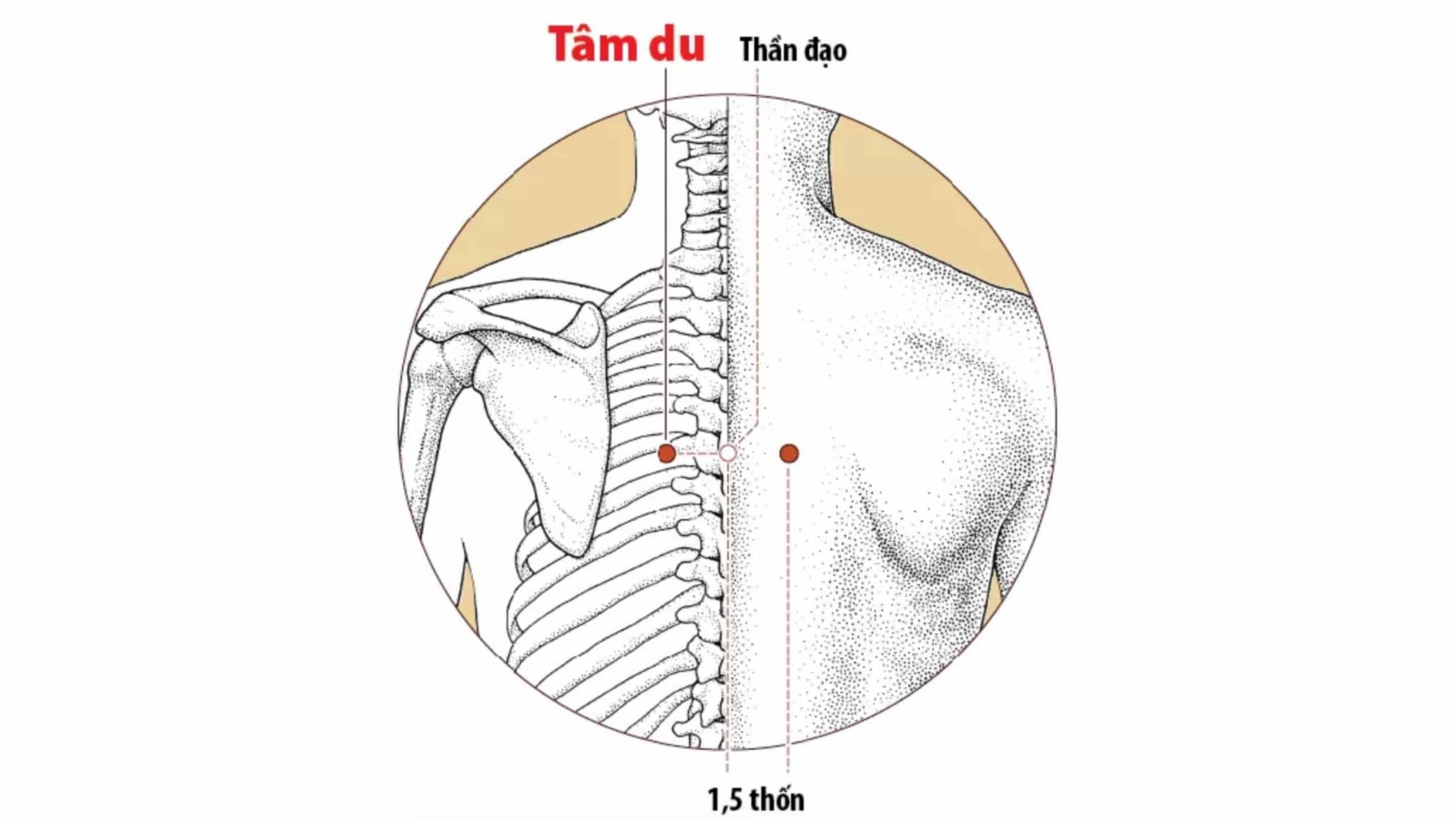 Vị trí huyệt tâm du.