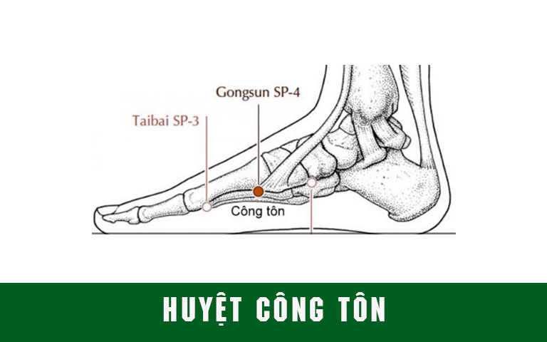 Vị trí huyệt Công tôn