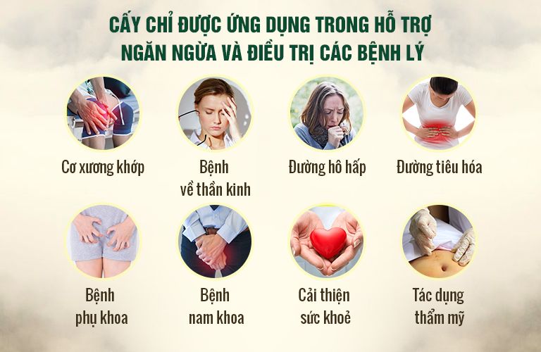 Cấy chỉ ứng dụng điều trị nhiều bệnh lý nan y, mãn tính