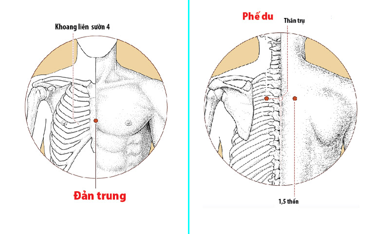 Huyệt trị yếu sinh lý do Phế khí hư