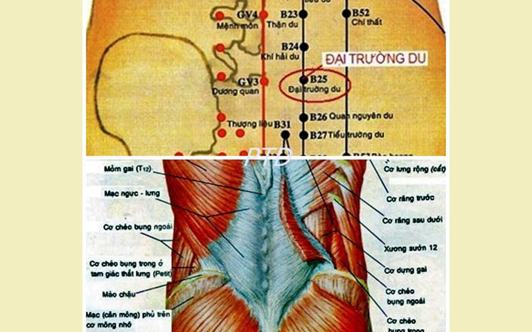 Hình ảnh giải phẫu của huyệt Đại Trường Du