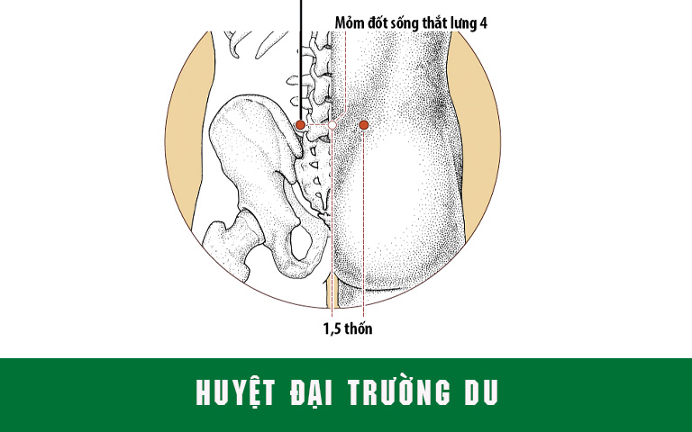 Huyệt Đại Trường Du nằm ở vùng thắt lưng