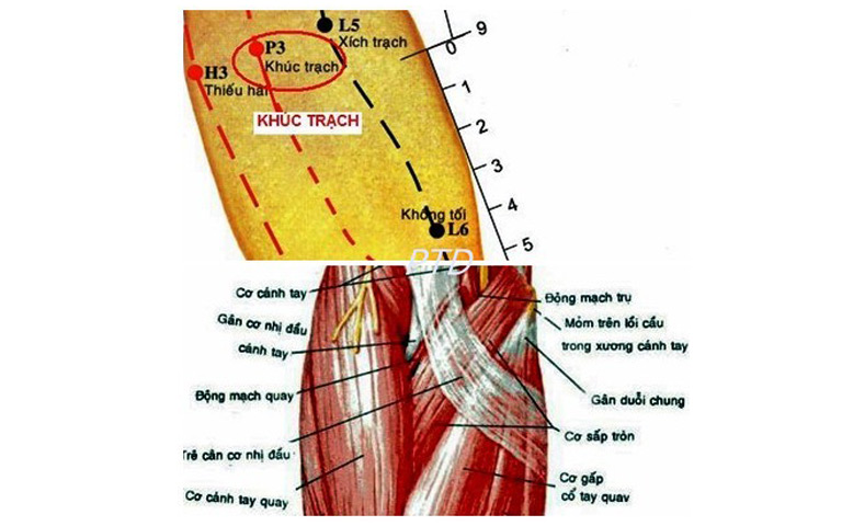 Hình ảnh giải phẫu huyệt Khúc Trạch