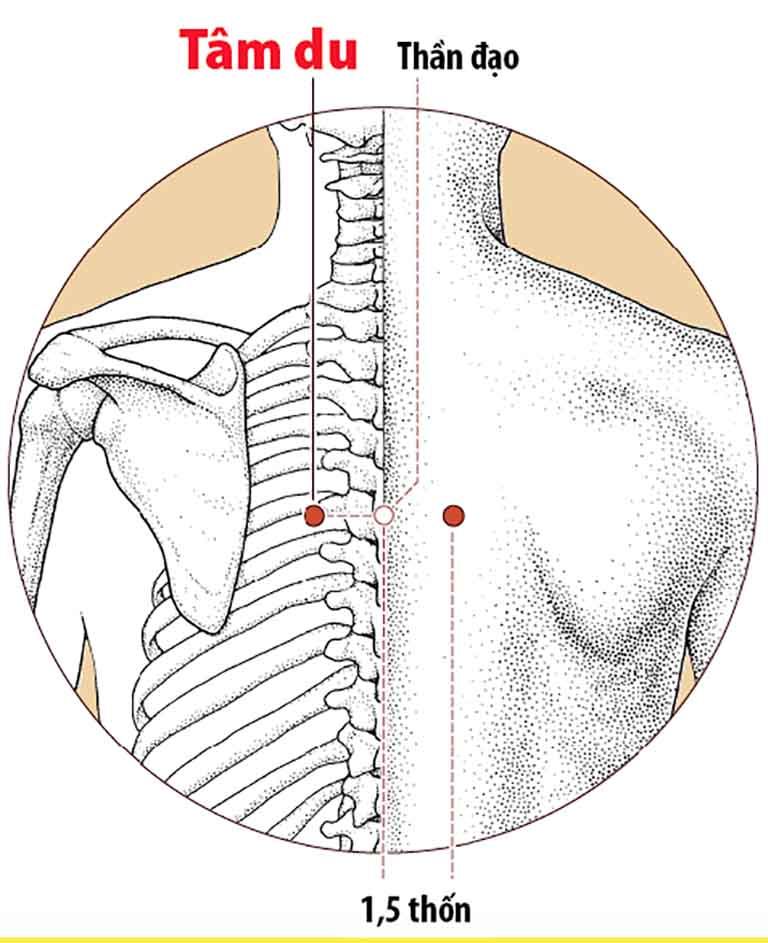 Hình ảnh huyệt Tâm Du