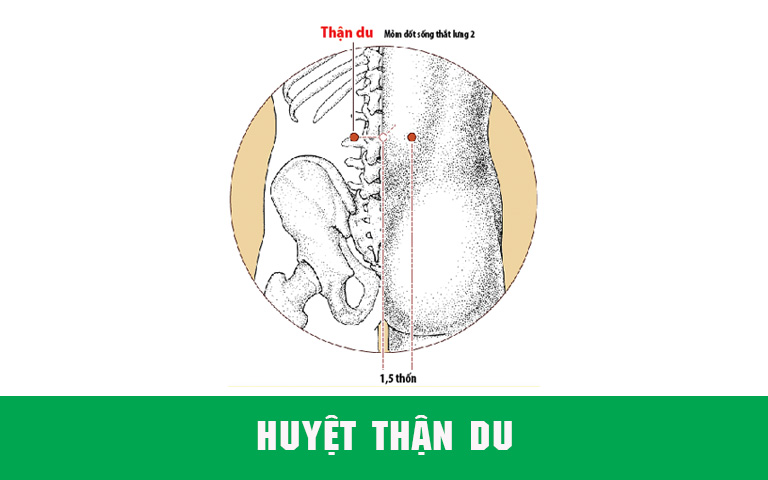 Huyệt Thận du trị đau thần kinh tọa