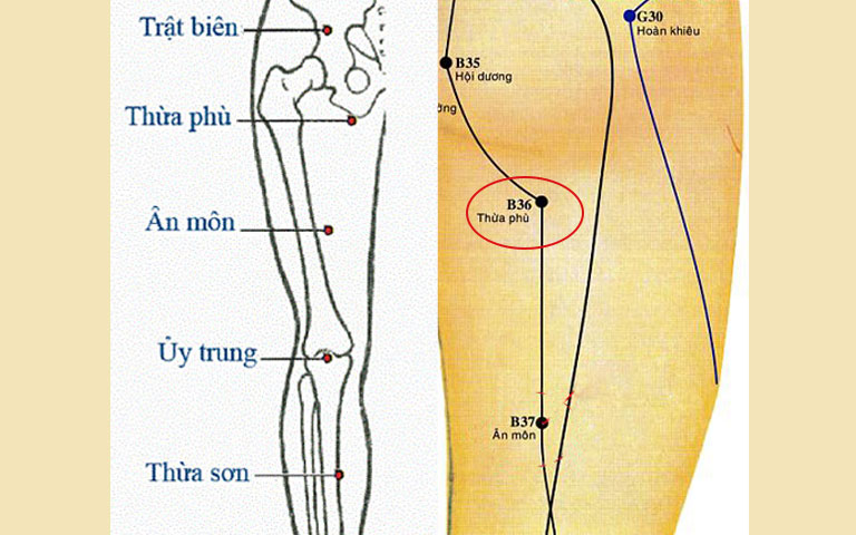 Vị trí huyệt Thừa Phù