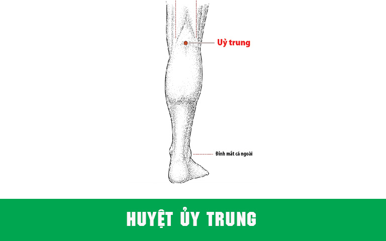 Huyệt Ủy Trung nằm chính giữa đường chỉ ngang nếp nhượng chân