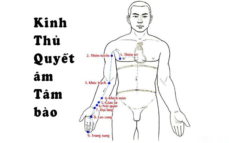 Huyệt Khúc Trạch trên đường kinh Tâm bào