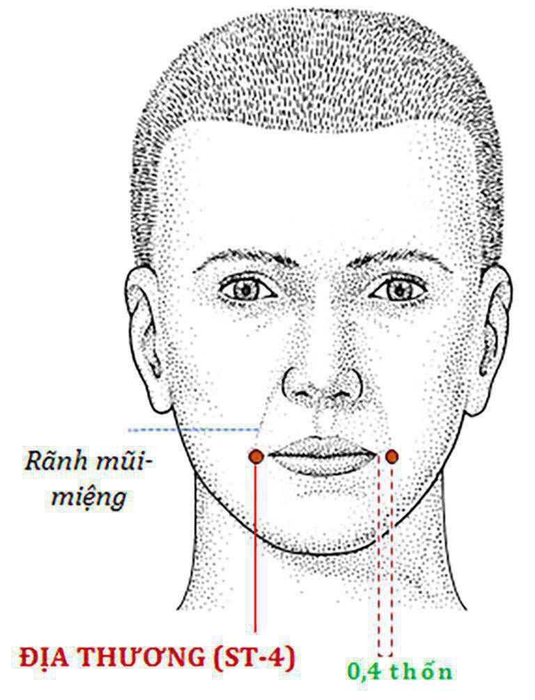 Xác định vị trí nhanh huyệt Vị duy