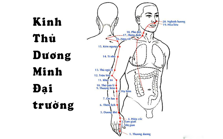 Kiên Ngung là huyệt thứ 15 trên đường kinh Đại Trường.