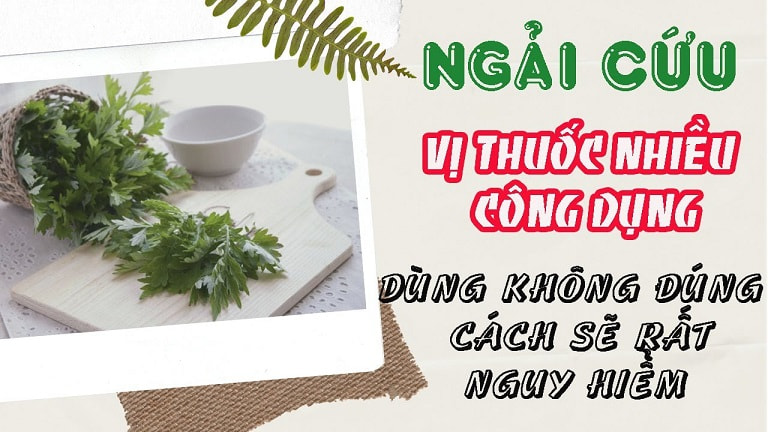 Không sử dụng ngải cứu đúng liệu lượng có thể xảy ra nhiều tác dụng phụ