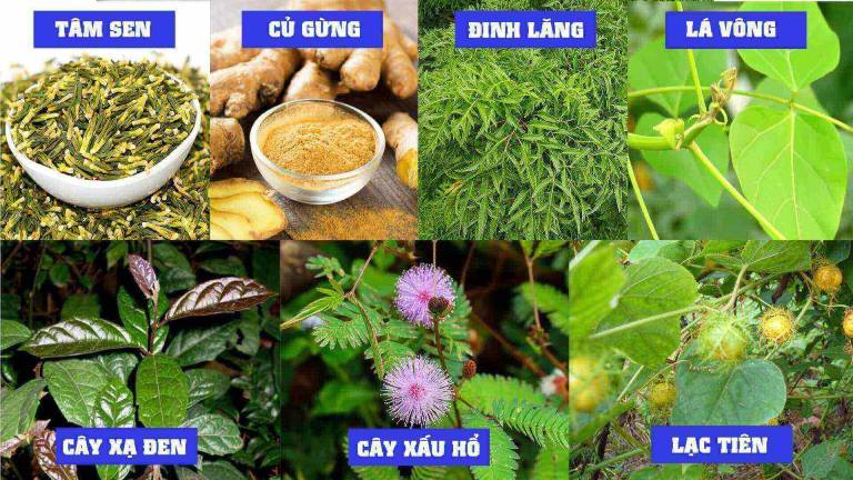 Thuốc nam trị mất ngủ đang được nhiều người lựa chọn sử dụng hiện nay 