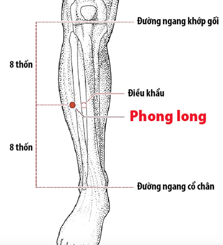 Hình ảnh huyệt Phong Long