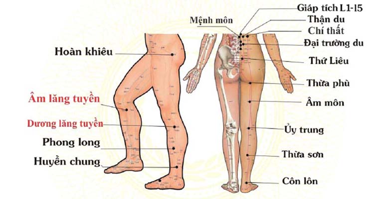 Phối huyệt Phong Long trị bệnh sẽ giúp tăng hiệu quả điều trị lên vài phần