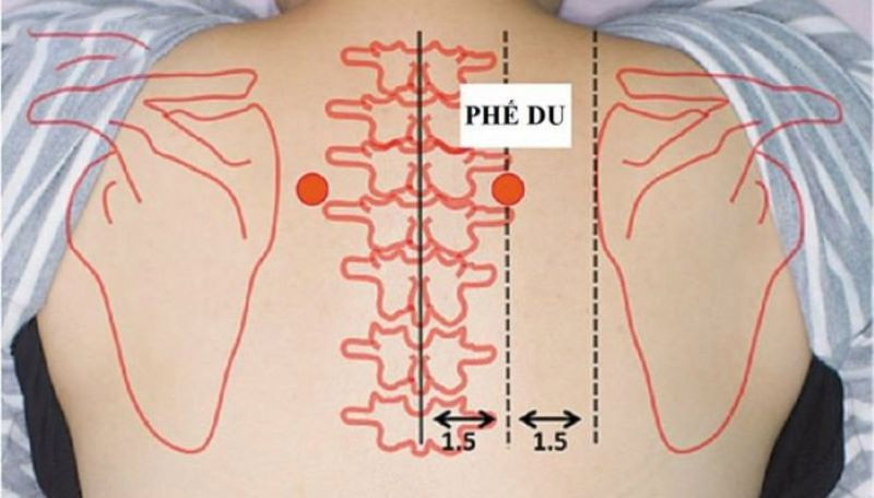 Huyệt Phế Du sẽ nằm ở lưng