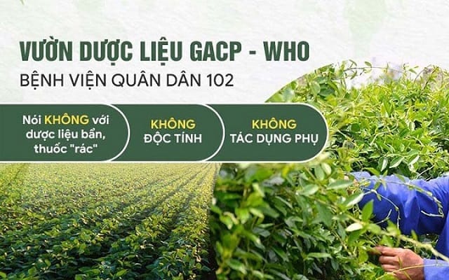 Bệnh viện tai mũi họng Quân dân 102 tự hào là đơn vị hoàn toàn chủ động về nguồn dược liệu