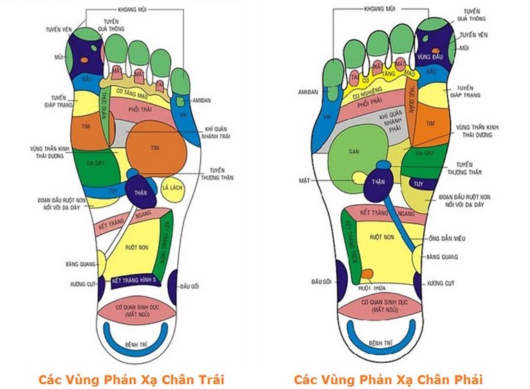  Vị trí các huyệt bàn chân 