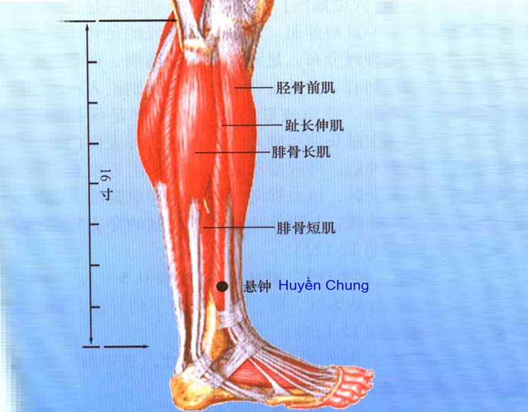 Huyệt Huyền Chung còn được gọi là Tuyệt Cốt hay Tủy Hội