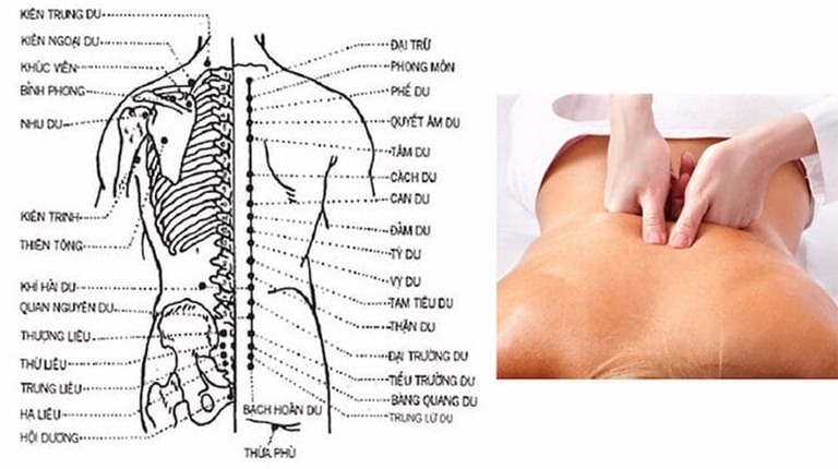 Bàng Quang Du có nhiều công dụng chữa bệnh