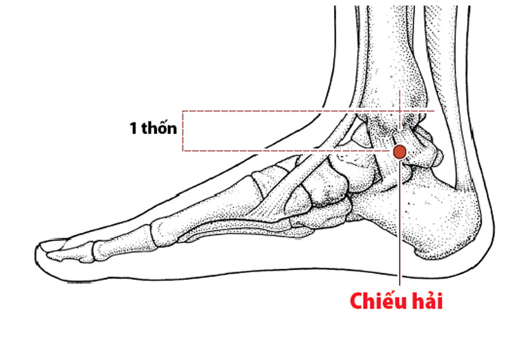 Chiếu Hải có vị trí dưới mắt cá chân trong, cách mắt cá chân 1 thốn