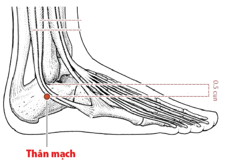 Tác động đúng cách vào huyệt đạo Thân Mạch giúp điều trị nhiều bệnh lý