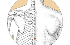 Huyệt Chí Dương: Vị Trí, Công Dụng, Cách Tác Động Hiệu Quả