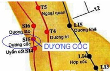 Huyệt Dương Cốc: Vị Trí, Tác Dụng, Cách Bấm Huyệt Chữa Bệnh