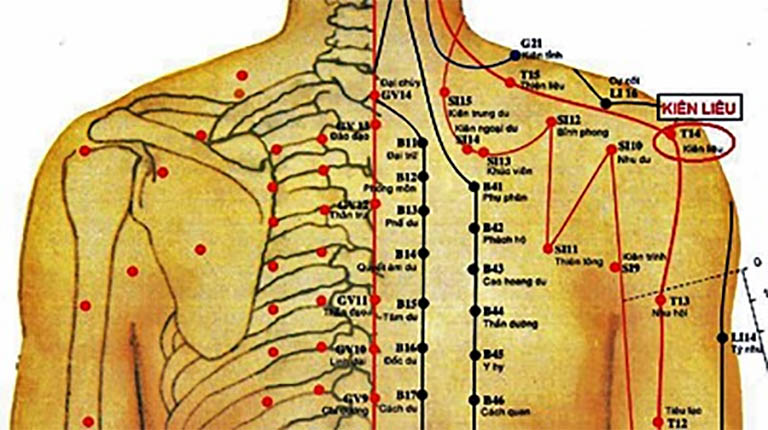 Vị trí Kiên Liên huyệt theo giải phẫu cơ thể