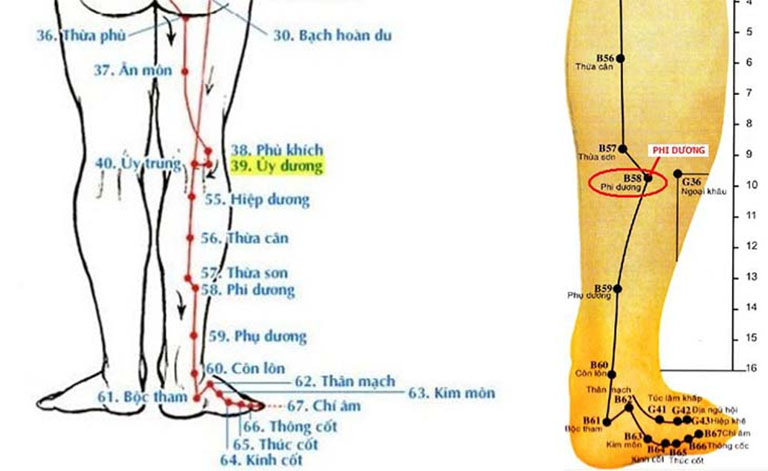 Huyệt Phi Dương nằm ở Bàng Quang kinh