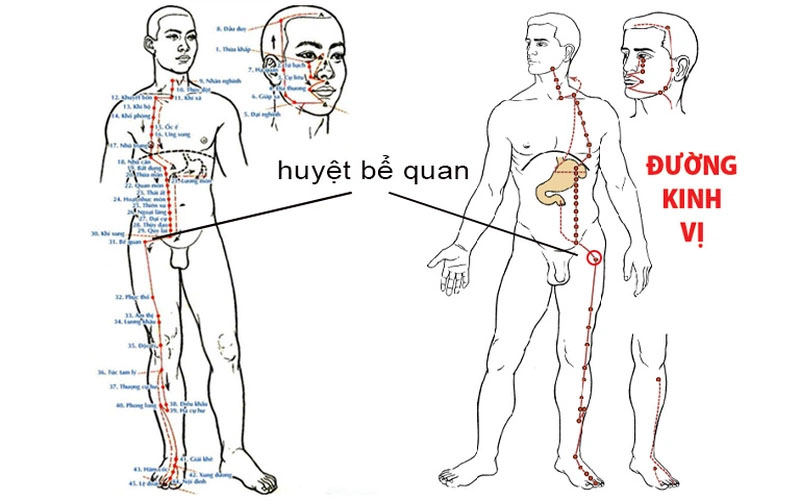 Huyệt Bể Quan nằm ở vùng phễu đùi, ở nơi chỗ lõm tạo nên bởi cơ căng cân đùi và cơ may