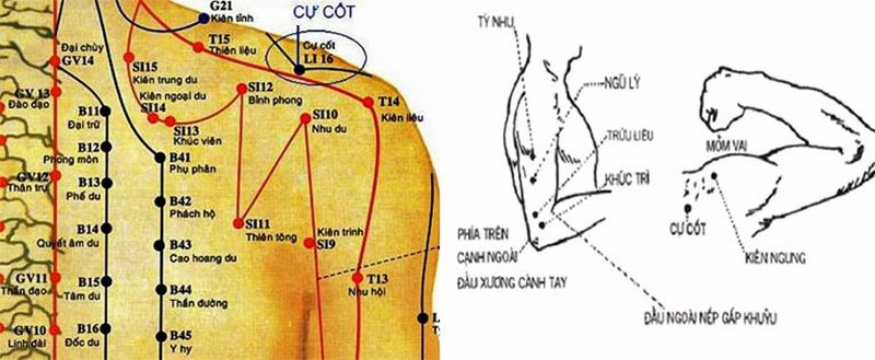 Huyệt Cự Cốt nằm ở chỗ lõm của khe hai xương chéo nhau, từ đầu vai đi vào