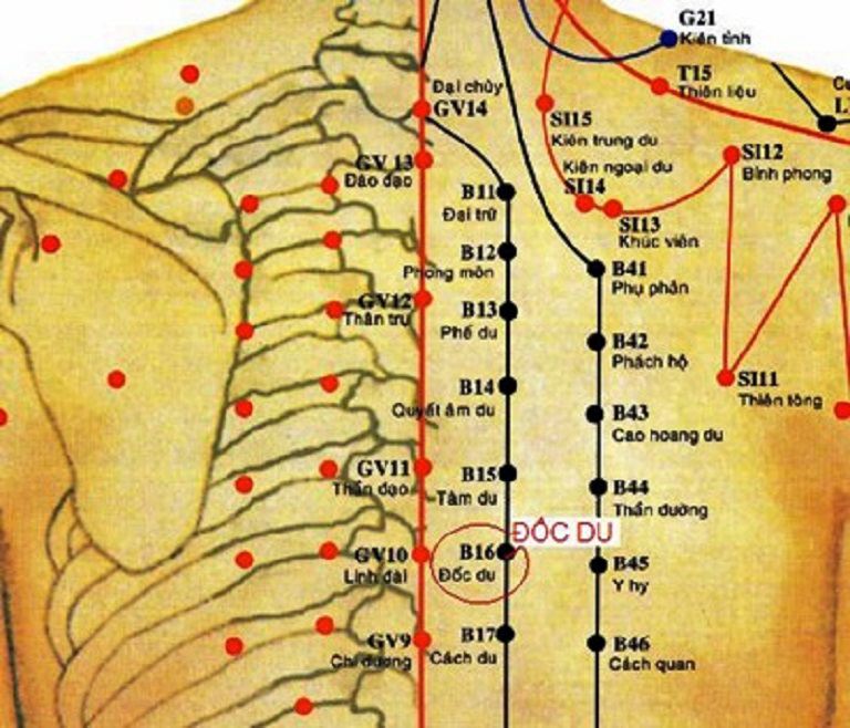 Huyệt Đốc Du có vị trí nằm ở phía sau lưng