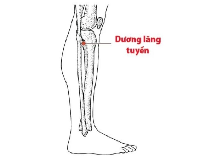 Kết hợp với huyệt Dương Lăng Tuyền để giảm đau do căng cơ