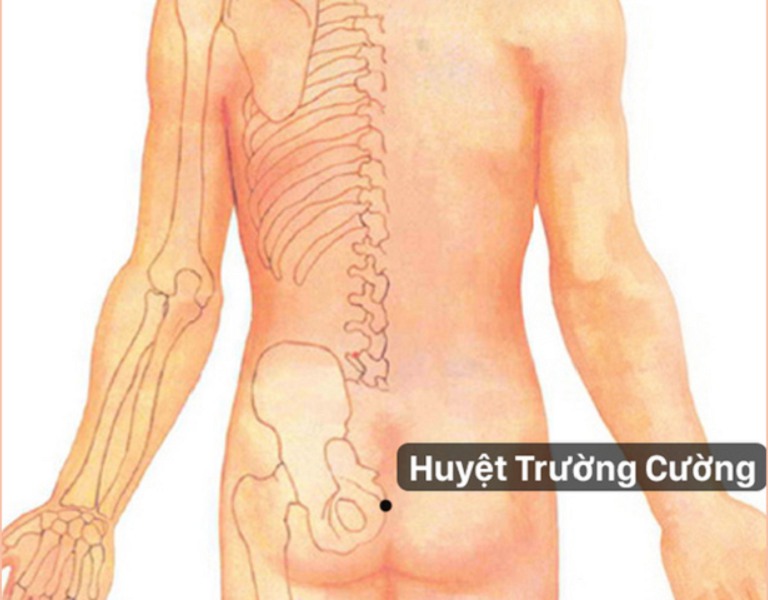 Vị trí của huyệt Trường Cường trên cơ thể