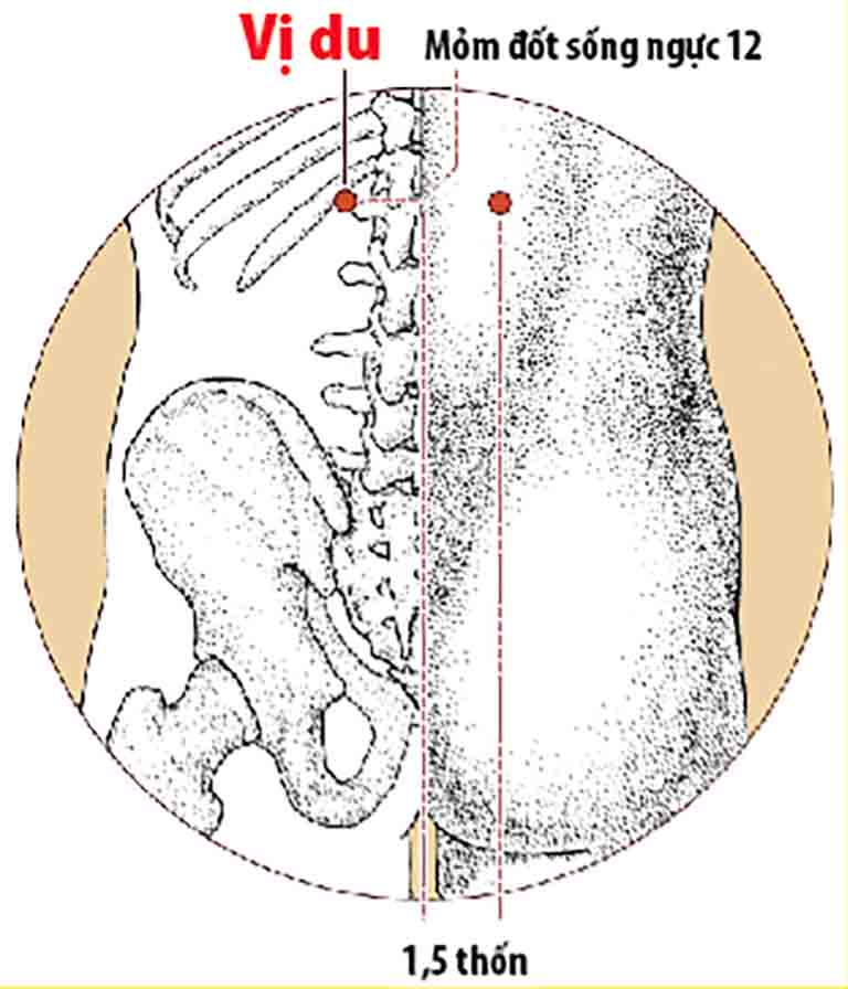 Huyệt Vị Du: Thông Tin Tổng Quan và Hướng Dẫn Ứng Dụng Chữa Bệnh