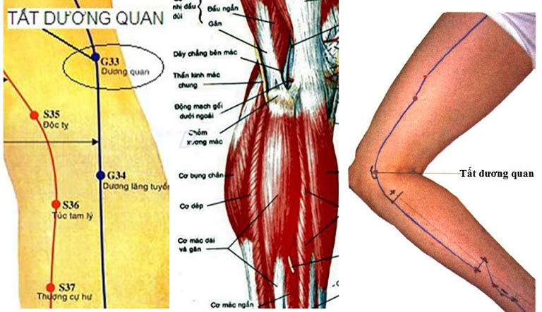 Việc tác động vào huyệt tất dương quan giúp giảm đau, tê mỏi đáng kể