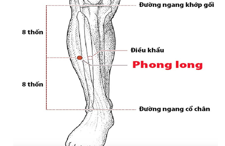 Huyệt Phong Long (ST40) là một trong những huyệt ở bắp chân