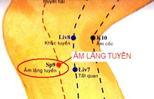 Huyệt Âm Lăng Tuyền: Vị trí, cách xác định và các tác dụng hiệu quả khi điều trị bệnh