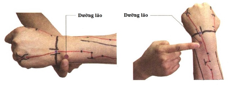 Vị trí của huyệt Dưỡng Lão