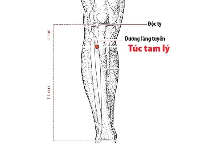 Huyệt Túc Tam Lý thúc đẩy đào thải mỡ thừa tại gan