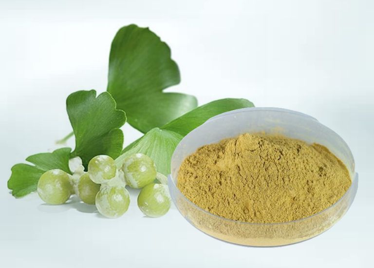 Ginkgo Biloba (cây bạch quả) có nhiều lợi ích cho sức khỏe