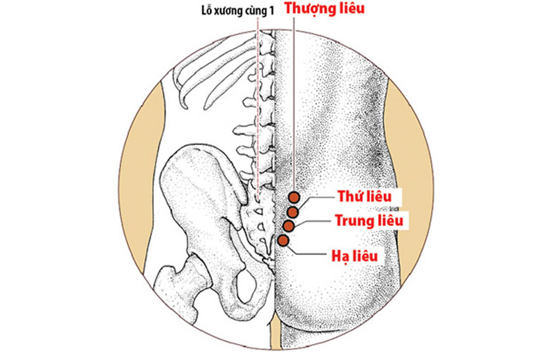 Hình ảnh minh họa hệ thống huyệt đạo Bát Liêu