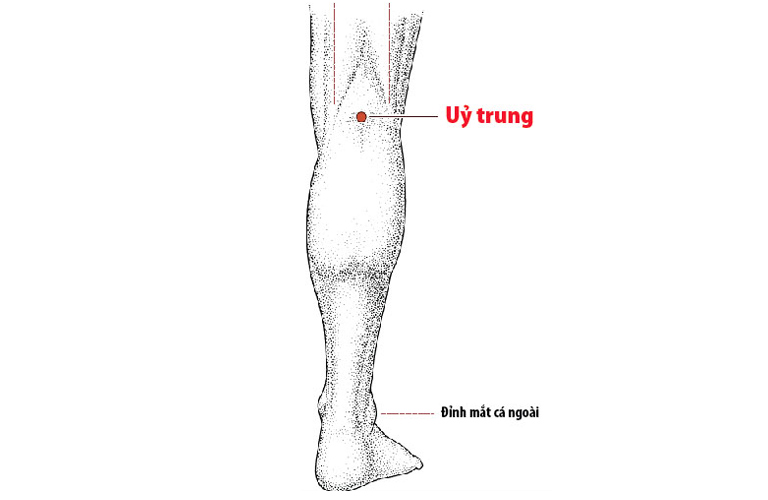 Huyệt Ủy Trung nằm ở phía sau đầu gối