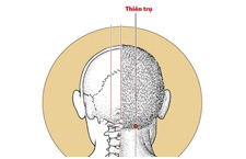 Huyệt Thiên Trụ: Tìm Vị Trí Và Tác Dụng Đối Với Sức Khỏe