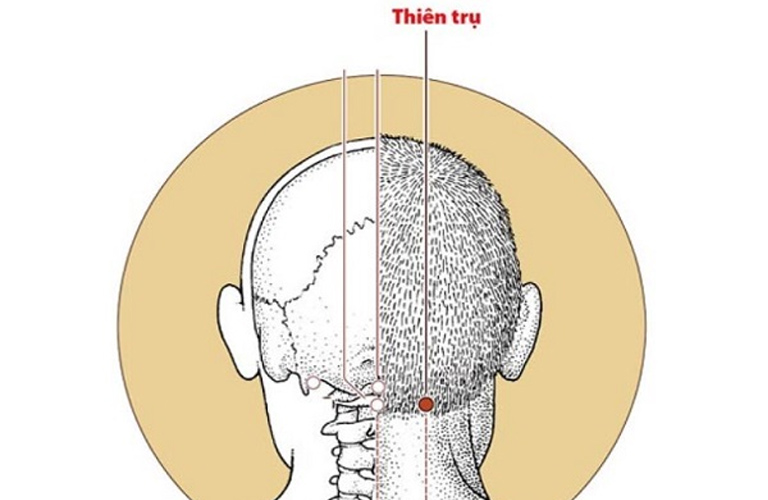 Hình ảnh huyệt đạo được minh họa cụ thể