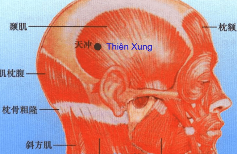 Hình ảnh minh họa huyệt đạo Thiên Xung