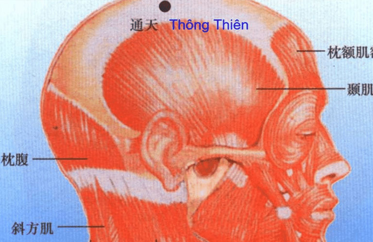 Hình ảnh minh họa huyệt đạo Thông Thiên